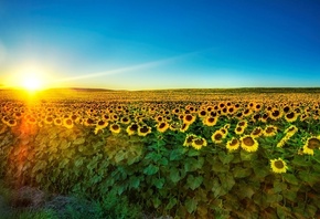 sunflower, fields, tree, sky