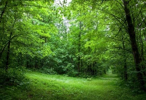 forest, green, trees, natural