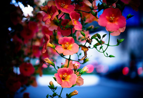 Campsis radicans, Tecoma, liana, butonchiki