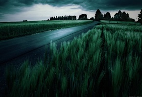 dark, fields, tree.clouds