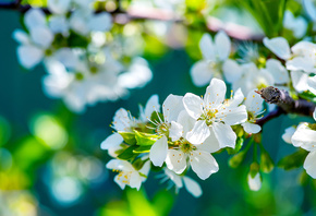 branch, Flowers, Macro