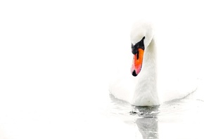  , , , white background, water, Swan