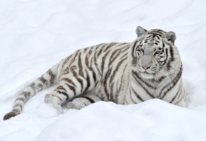 Животные, белий, тигр