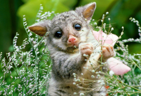 opossum, опоссум, куб, млекопитающее, растение, природа