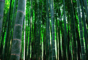 бамбук, красиво, природа, зеленый фон