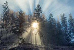 British Columbia, Canada, forest, trees