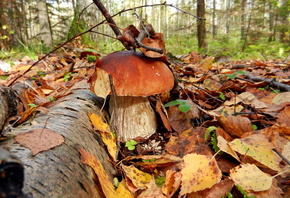 белый гриб, Осень, природа, красиво, листья, лес