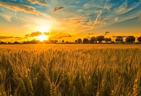 природа, поле, пшеница, солнце, лето, красиво