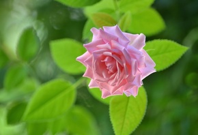 rose, BUD, Macro