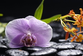Orchid, Tenderness, Petals, Beauty