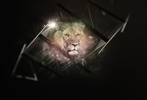 Lion, black, background