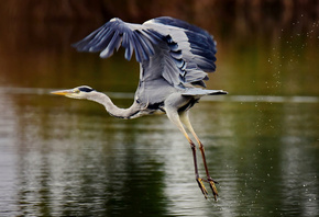 ��������, �����, �����