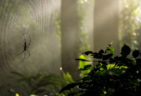 фото, макро, лес, паук, ловушка, паутина