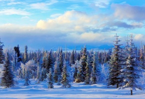 , , , , , , Forest, winter, Alaska, USA