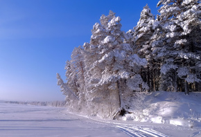 лес, снег, сугробы, зима