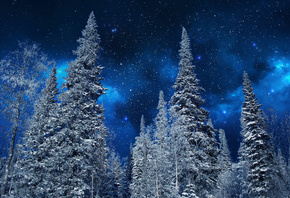 Nature, winter, snow, trees, night, sky, stars, природа, зима, снег, деревь ...