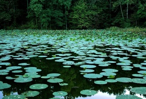 �������, ����, ����, �������