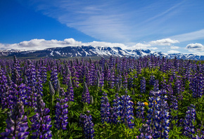 Thorshofn, Nordur-Tingeyjarsysla, Iceland, , , , 