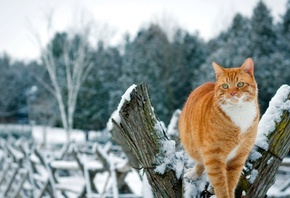 �������, ���, ����, ������, �������