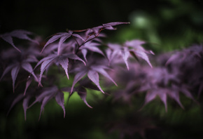 ������, �����, ���������� ������