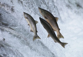 ������, ������, ����, ����, ��������