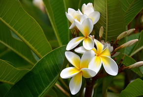��������, plumeria, ����������, ������, ��������