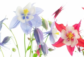 ����, �����, �������