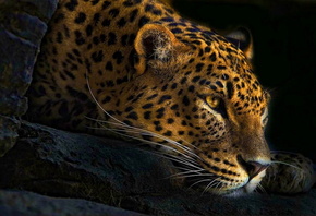leopard, is, snout, mustache, paw, view
