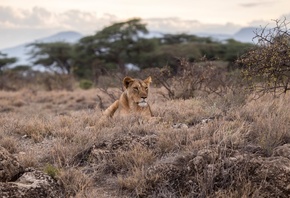 ��������, ���