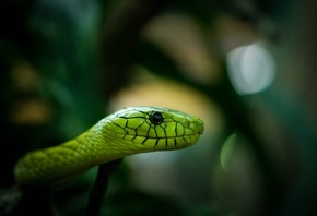 ����, ����� ���� ����, ������