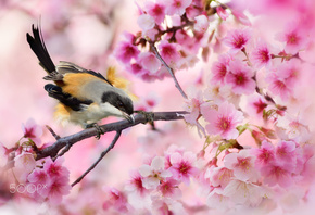 �����, ����� �����, Fuyi Chen