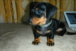 �����, ����(����)