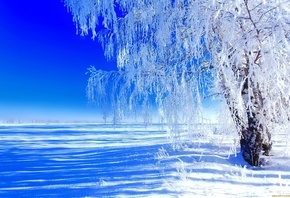 зима, снег, иней, береза, небо