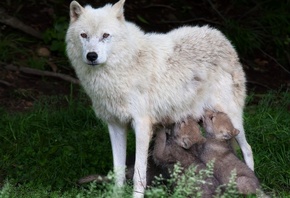 ��������, �����, ���