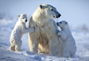 природа, профи фото, зима, снег, белые медведи