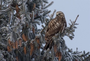 ���, �����, ����, ���������� �����, �����������, ����, ���� ��������