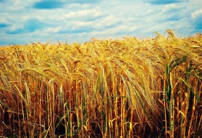 �������, ����, ����