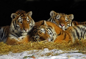 тигрята, трио, отдых, сено