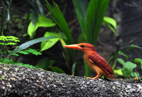 Kingfisher, ���������, ������