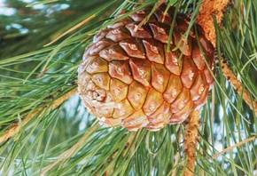 �����, �������