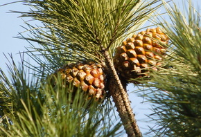 �����, �������