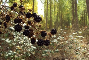 �����, �������