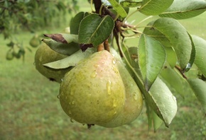 �����, �������