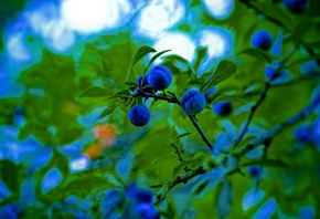 ������, �����, �����, �����