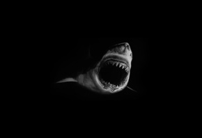 акула, страх, мрак