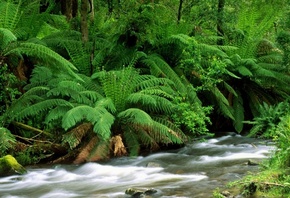 ��������, ����, �����������