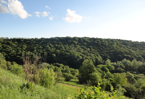 ����, �������, ����