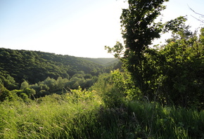 ����, �������, ����