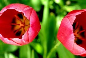 ����, ����, flowers, �����, �����, �������