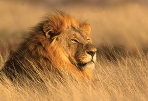 ���, �������, ������, �����, ����� ���� ����